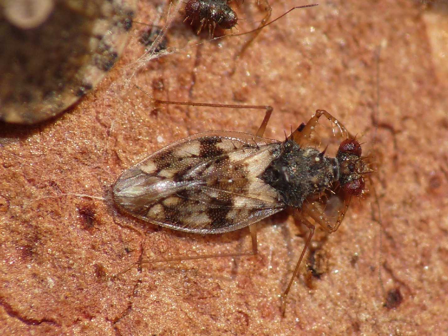 Emittero? Patapius spinosus (Leptopodidae)